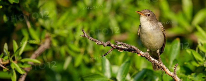 Olive warbler, (Hippolais olivetorum), animal, animals, bird, birds, biotope, habitat, perch, branch, twig, foraging, songbird, reed warbler family Lesvos, Greece