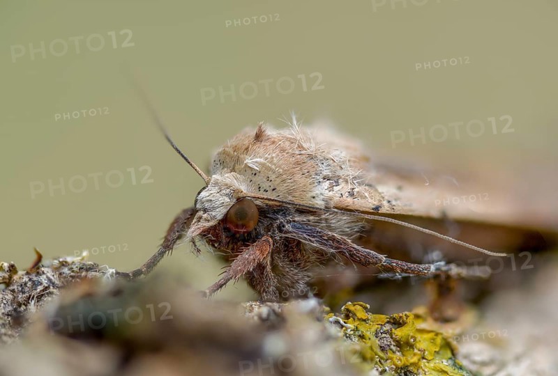 Housemother, large yellow underwing, Noctua pronuba, flew off, insects, moths, moths, butterflies