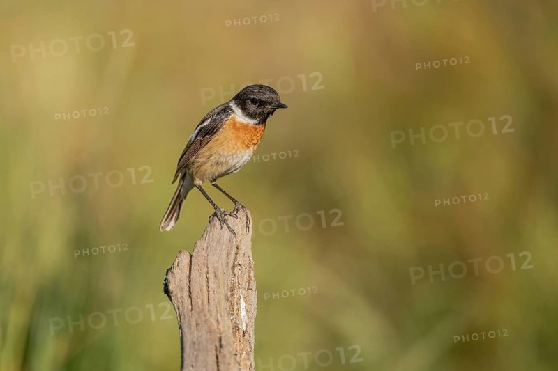 Stonechat, (Saxicola rubicola) stonechat. The sun is shining and there is grass in the neighbourhood. Bird looking at its surroundings. Bas Rhin, Alsace, France
