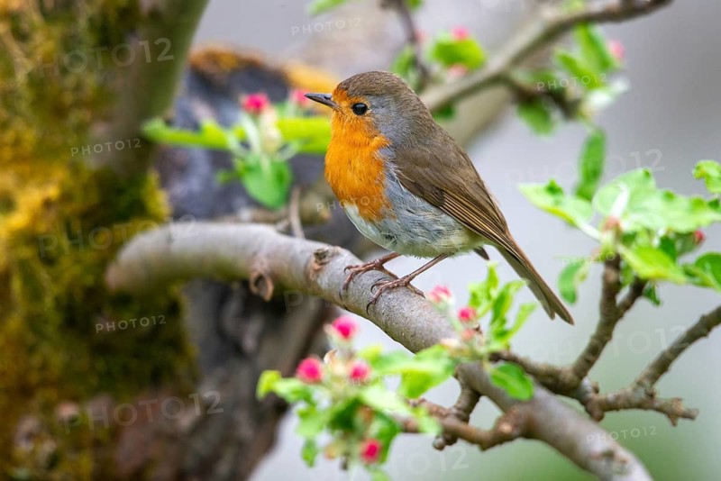 Erithacus rubecula, fruit tree blossoms, robin, robins, birds, spring, passeri, songbirds, songbirds, jump, birds