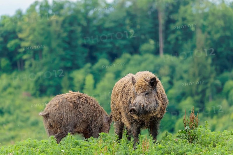 A male wild boar (Sus scrofa) is out foraging in a green clearing on an overcast day. Bavaria, Germany