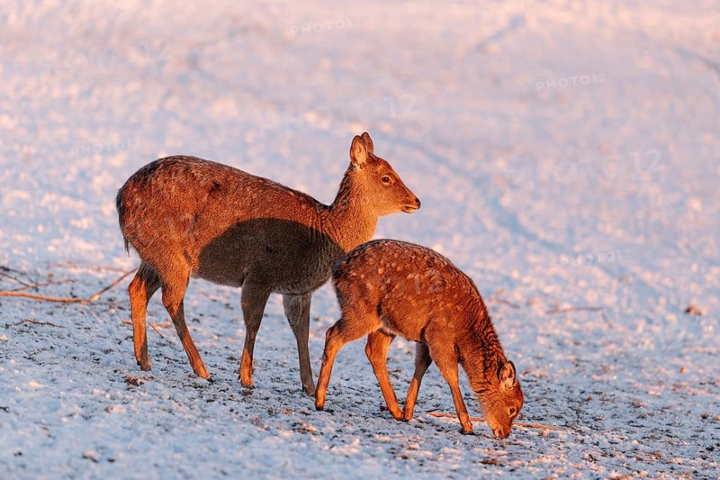 A female Dybowski deer (Cervus nippon hortulorum) and her young stand in a snow-covered meadow at sunrise. China, Taiwan, SE-Siberia, Korea, Japan, Vietnam