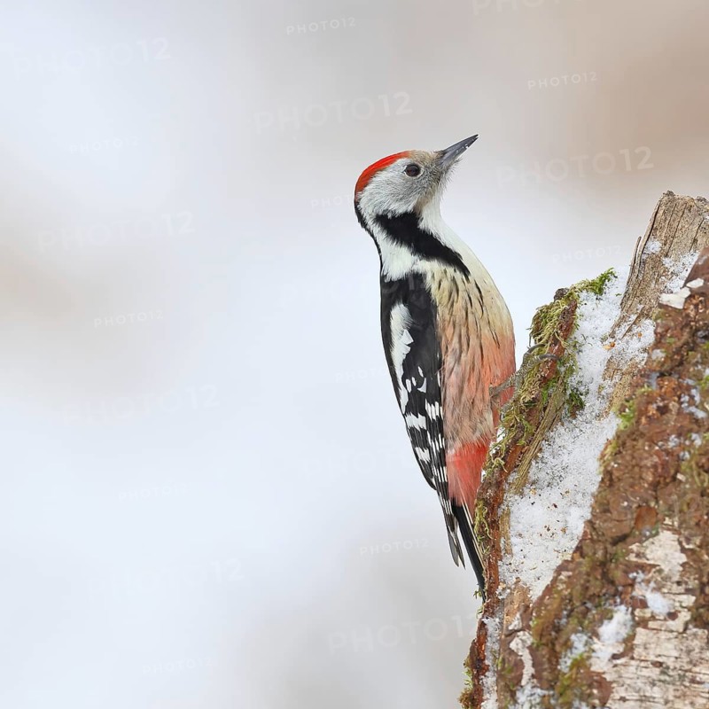 Middle Spotted Woodpecker (Dendrocopos medius) foraging on the trunk of a grey birch (Betula populifolia) in winter, Wilnsdorf, North Rhine-Westphalia, Germany