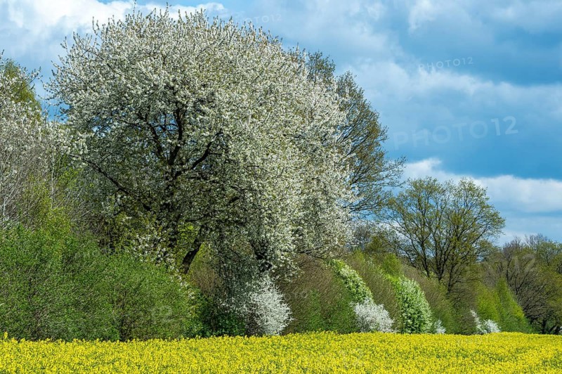 Blooming trees on a rapeseed field, Zarrentin, Mecklenburg-Western Pomerania, Germany