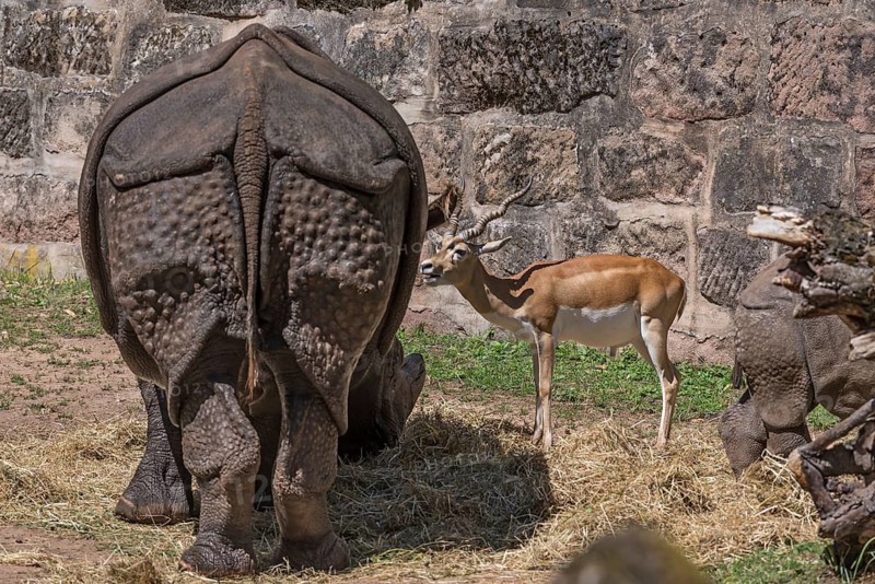 African one-horned rhinoceros (Rhinoceros unicornis) and duiker (Antilope cervicapra) feeding in an enclosure, Nuremberg Zoo, Middle Franconia, Bavaria, Germany