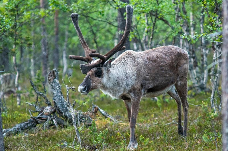 Artiodactyla, even-toed ungulate, Finland, cloven-hoofed, rangifer tarandus, reindeer, reindeer, mammals, mammals