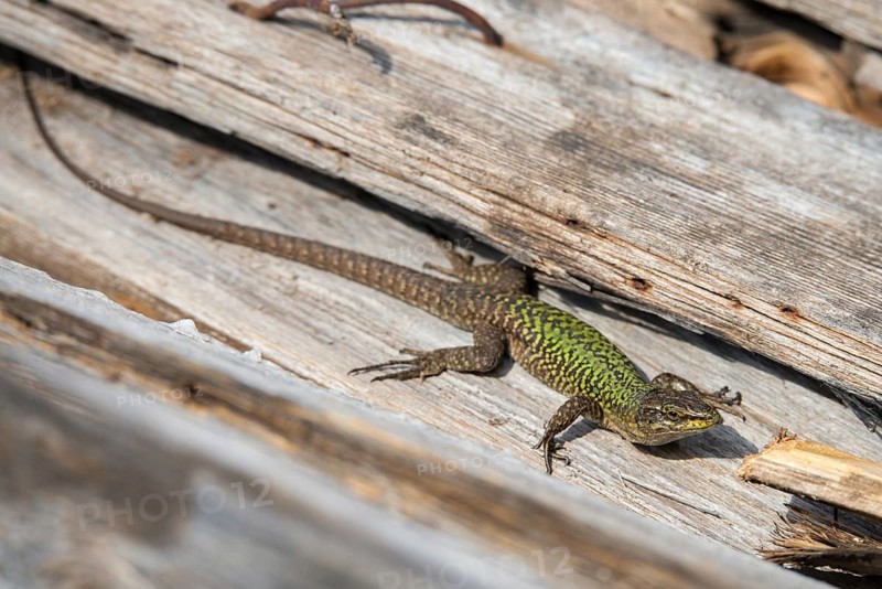 Granelli, Italian Wall Lizard, Italy, Pantani Cuba and Longarini, Podarcis Sicula, Podarcis Sicula, Ruin Lizard, Migratory Bird Sanctuary, Pantani Cuba & Longarini Migratory Bird Sanctuary, Critters, Lizards, Lizards, Reptilia, Reptiles, Ruin Lizard, Sicily, Foundation for Biodiversity