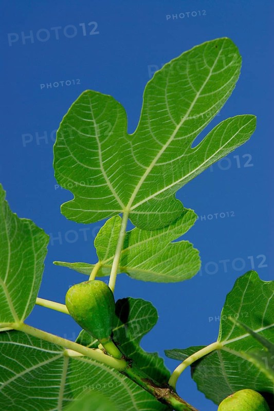 Fig on a tree, fig leaf with fruit, real fig, Ficus carica, Mediterranean region