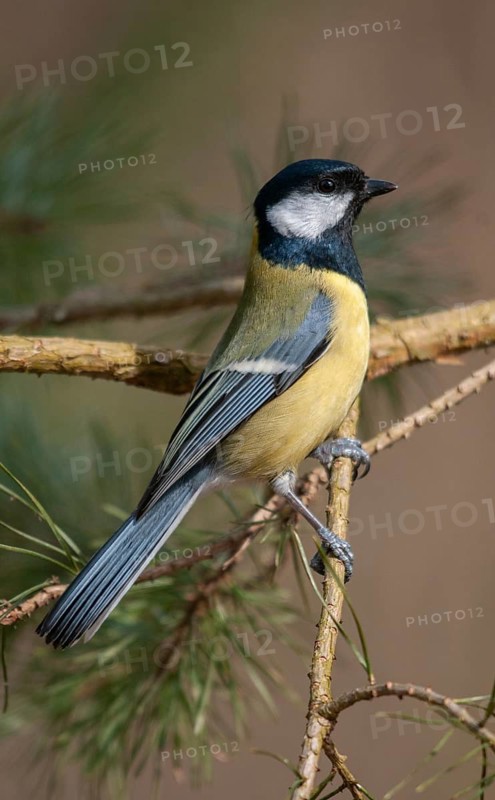 Great tit, great tit, parus major, birds, high size, portrait format, tits, passeri, songbirds, tits, birds