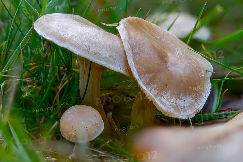 Clitocybe dealbata, clitocybe quisquiliarum, field funnel, white funnel, white funnel, fungi, fungus, ivory funnel, mushrooms