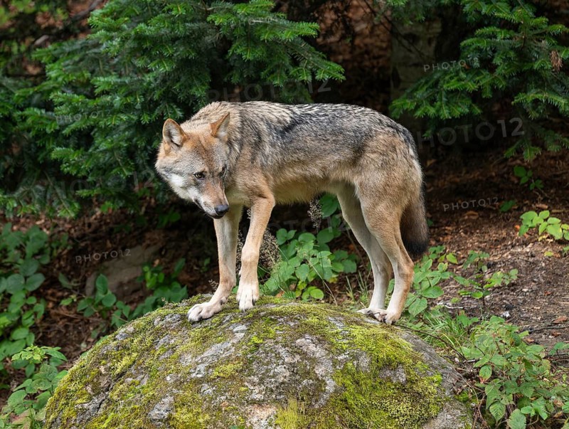 Wolf (Canis lupus) standing on a moss-covered rock and looking attentively, captive, Bavarian Forest National Park, Bavaria, Germany