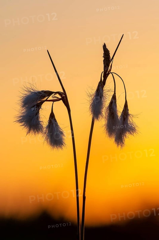 Common cottongrass (Eriophorum angustifolium) in the moorland, Goldenstedt, Lower Saxony, Germany
