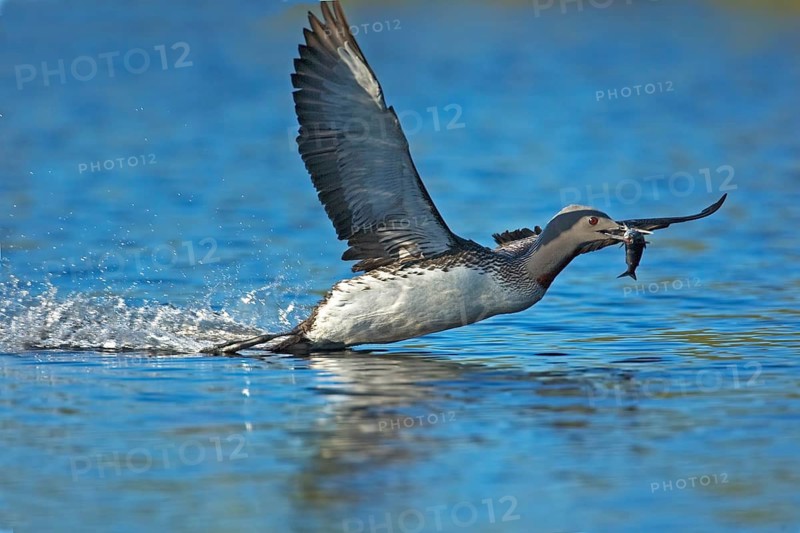 Landing Red-Throated Diver with Fish