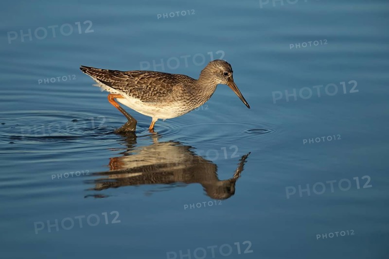Common redshank (Tringa totanus) adult wading bird in water of a shallow lagoon, Norfolk, England, United Kingdom