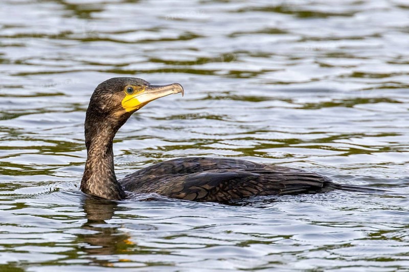 Cormorant (Phalacrocorax carbo) swimming on a lake in London, UK