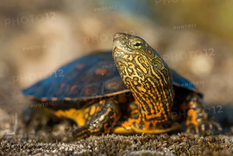Mauremys leprose, Moorish brook turtle, Spanish water turtle, Spanish terrapin, critters, extremadura, reptilia, reptiles, turtles, Spain, tortoise, turtles
