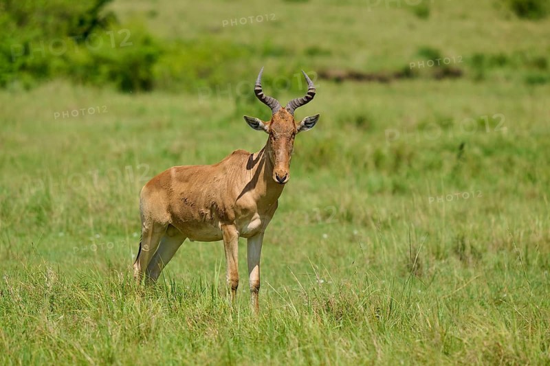 Antelope in the vast green savannah on a sunny day, red hartebeest (Alcelaphus buselaphus), Masai Mara National Reserve, Narok County, Kenya