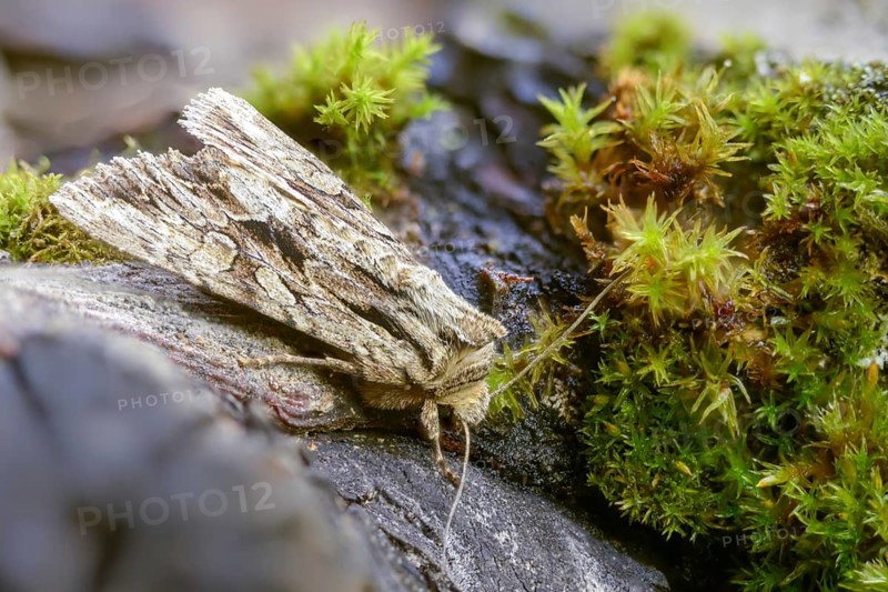 Apamea monoglypha, grass clump owl, root eater, dark arches, insects, moths, moths, butterflies