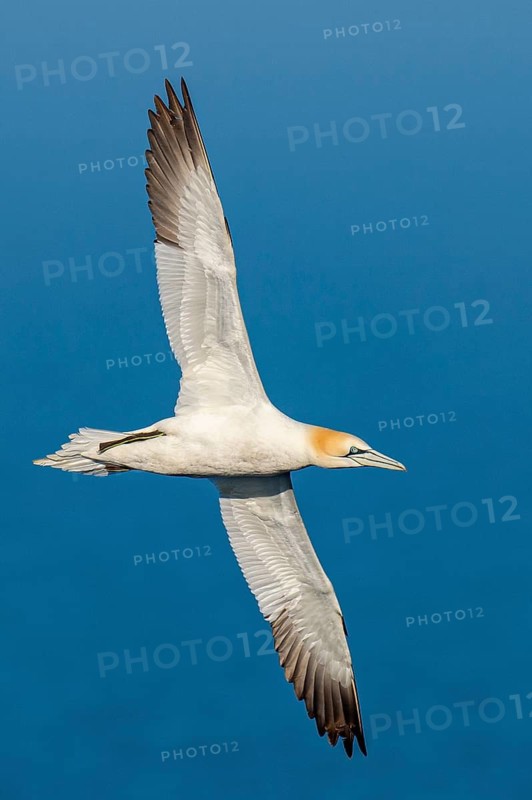 Northern Gannet (Morus bassanus) in flight, Heligoland, Schleswig-Holstein, Germany