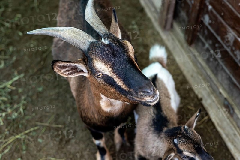 Two playful dwarf goats are munching on fresh greens in a rustic area of a hotel farm in Turkiye. The larger goat has a lively expression while the smaller goat stands close by, adding charm to the scene