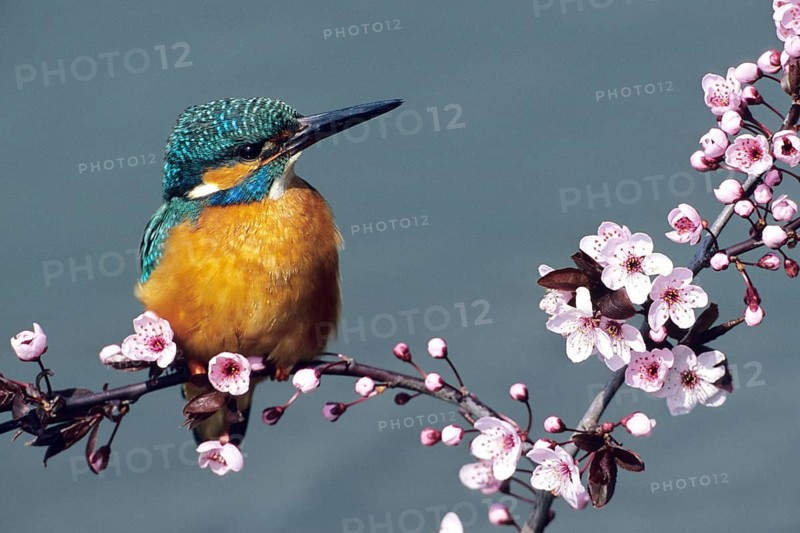 Kingfisher perched on a perch (Alceda atthis), animals, birds, kingfishers, fruit tree, fruit tree blossom, biotope, habitat, foraging, twig, Germany, Federal Republic of Germany