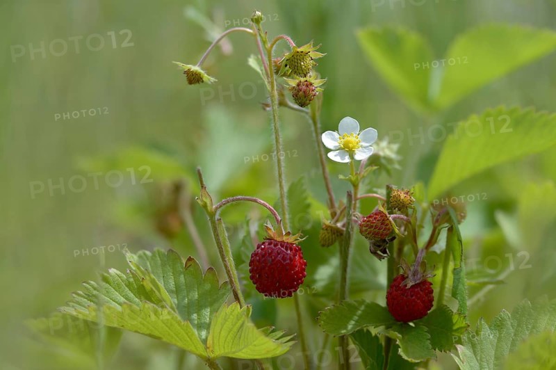 Alpine strawberry, European strawberry, fragaria vesca, strawberry, rosaceae, rose family, wild strawberry, flora, plants, plants, wild strawberry, woodland strawberry