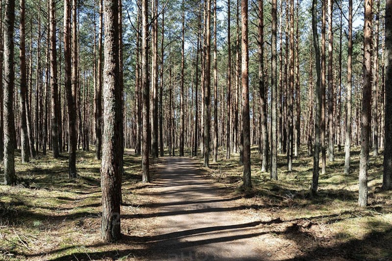 Footpath through sunlit pine forest, perfect for hiking and trekking, A sunlit path winding through a serene forest of tall pine trees, Curonian Spit, Neringa, Lithuania