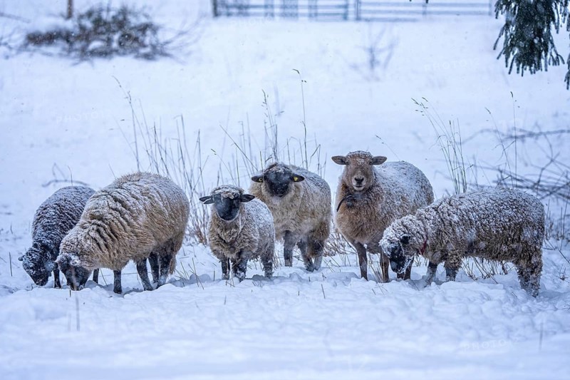 Winter weather, blowing snow, sheep on a snowy pasture, looking for food, thick fur, Elfringhauser Schweiz, near Hattingen, North Rhine-Westphalia, Germany