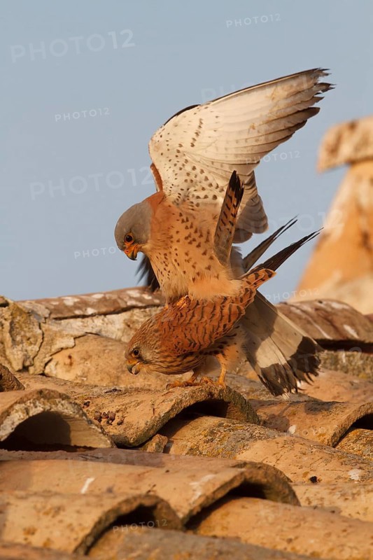 Lesser Kestrel (Falco naumanni), pair mating, Castile-La Mancha