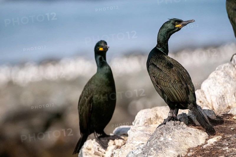 Common Shag, European Shag, Gulosus Aristotelis, Crow Shard, Norway, Phalacrocorax Aristotelis, Varanger, Birds, Pelecaniformes, Ropedes, Birds, Waterbirds, Waterbirds