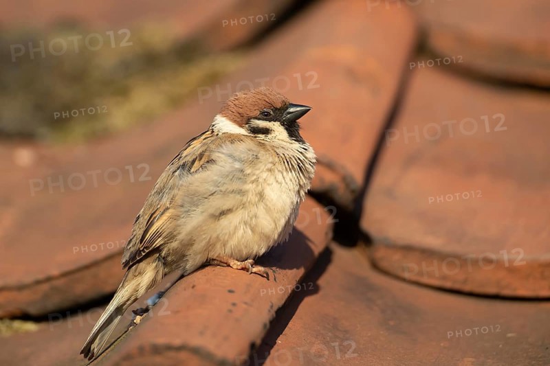 Tree sparrow (Passer montanus) adult bird on a building roof, England, United Kingdom