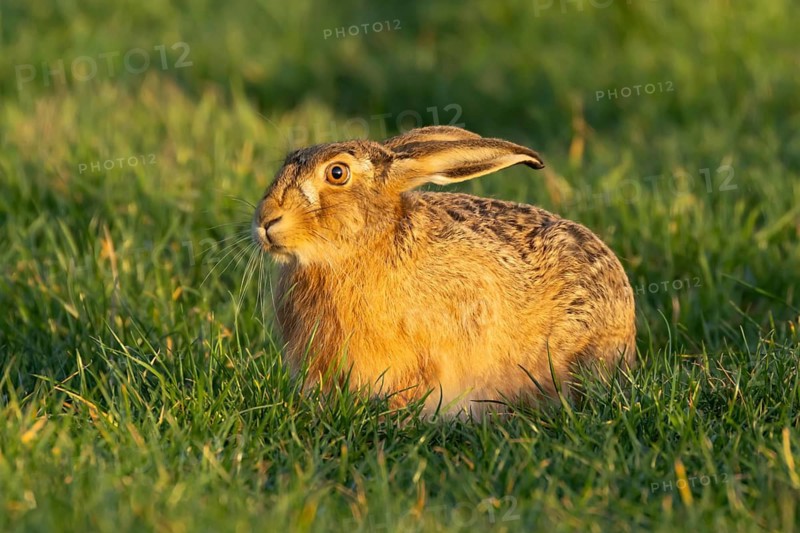 European brown hare (Lepus europaeus) adult animal in a farmland cereal crop in spring, England, United Kingdom