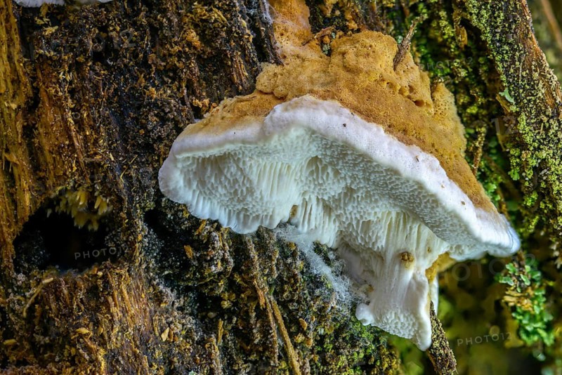 Antrodia serialis, Neoantrodia serialis, Polyporus callosus, Polyporus serialis, rowed brown rot, rowed tramete, white spongy red, fungi, fungus, mushrooms