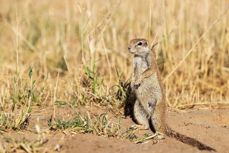 Cape Ground Squirrel (Xerus inauris). Female. Kalahari Desert, Kgalagadi Transfrontier Park, South Africa
