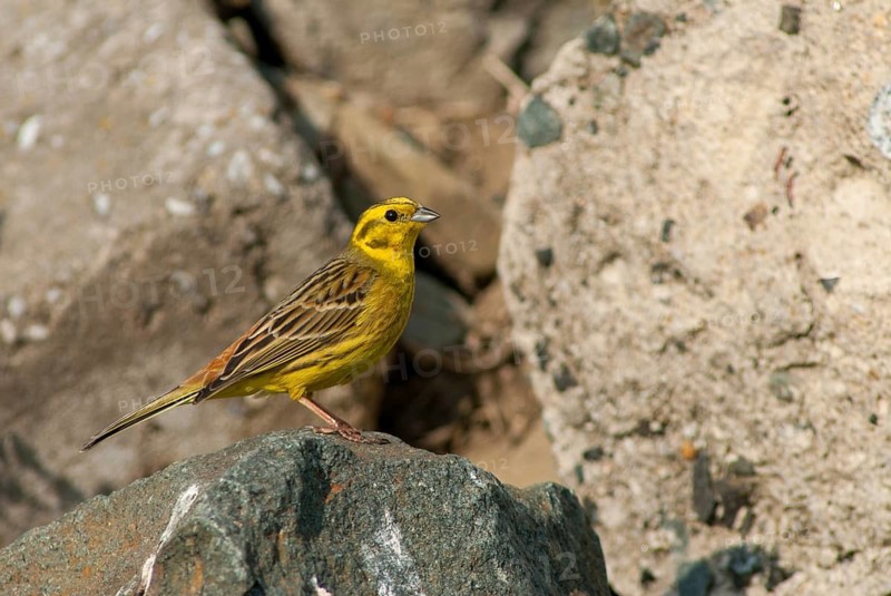 Emberiza citrinella, goldammer, yellowhammer, birds, male, passeri, songbirds, birds