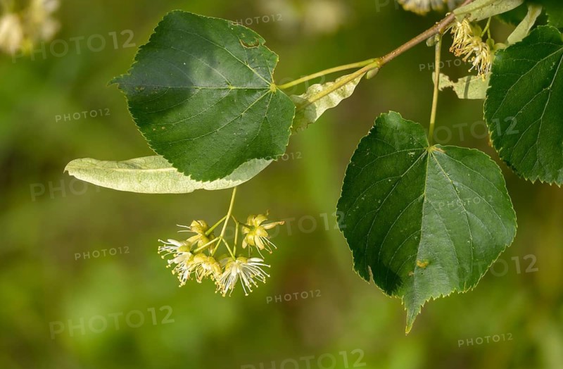 Linden plant, stone linden, tilia cordata, tiliaceae, winter linden, tree, trees, flora, little-leaf, littleleaf linden, plants, small-leaved lime, small-leaved linden, tree