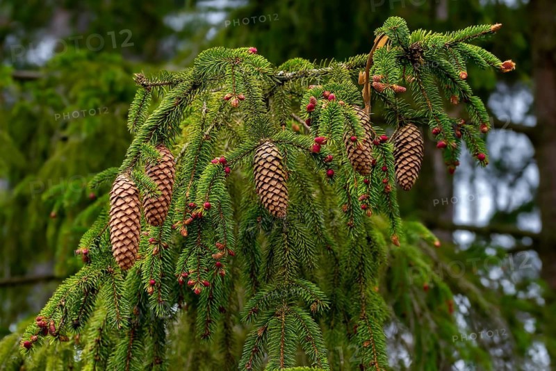 Common spruce, pine family, picea abies, pinaceae, tree, flower, trees, spruce, flora, plants, trees, cones