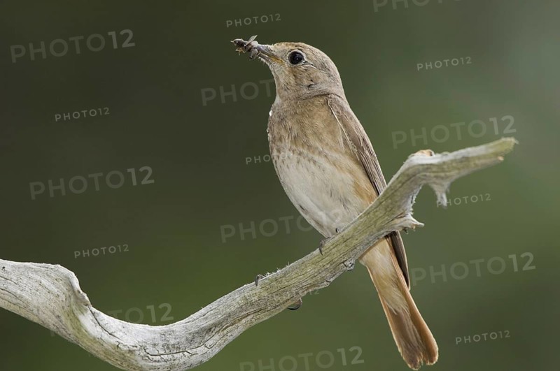 Animals, birds, redstart, prey in its beak, perching spot, biotope, habitat, (Phoenicurus phoenicurus), Grossfeldweg, Schluderns, Vinschgau, South Tyrol, Italy