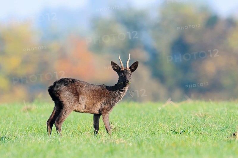 European roe deer (Capreolus capreolus), also known as the black roe deer or roebuck, stands feeding in a meadow in autumn, Lower Saxony, Germany