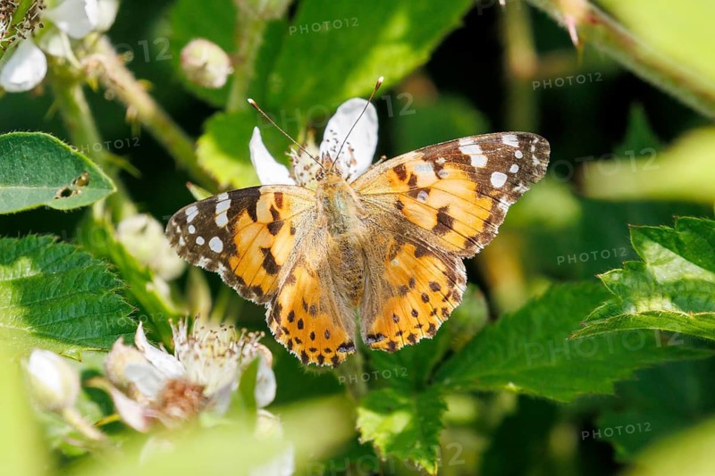 A Painted lady butterfly (Vanessa cardui) butterfly with orange wings and black and white patterns rests on a leaf in sunlight Sussex, UK