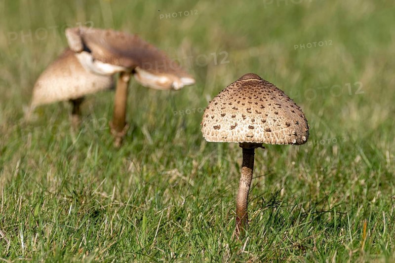 Three brown Parasol mushrooms (Macrolepiota procera) with speckled caps growing in green grass