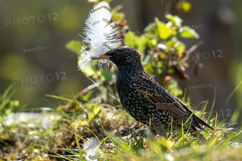 Starling, Sturnus vulgaris, birds, feather, nest building, passeri, songbirds, birds
