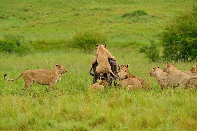 A pride of lions attacks a buffalo in open grassland, lion (Panthera leo), Cape buffalo (Syncerus caffer), Masai Mara National Reserve, Narok County, Kenya