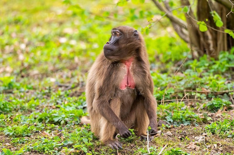 Gelada (Theropithecus gelada) female sitting on the ground, captive, distribution africa