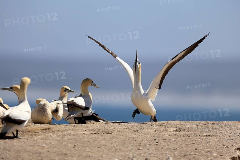 Cape Gannet (Morus capensis), adult, in flight, taking off, flying away, on land, coast, beach, Lamberts Bay, Western Cape, South Africa