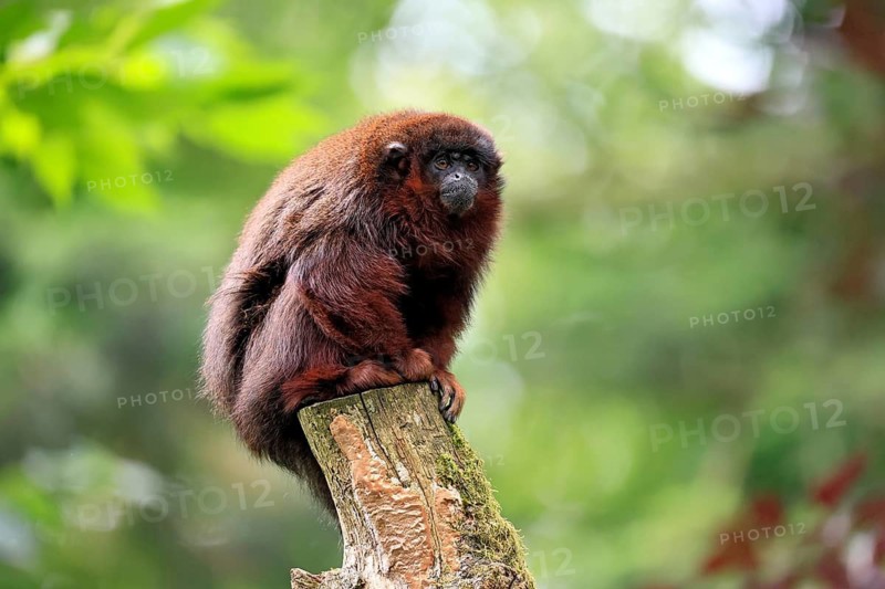 Coppery titi (Plecturocebus cupreus, syn.: Callicebus cupreus), adult, alert, sitting, tree trunk, South America