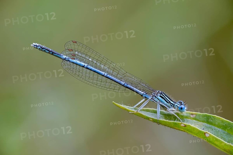 Feather dragonfly, platycnemis pennipes, white-legged damselfly, damselflies, dragonflies, insects, dragonflies, male, zygoptera