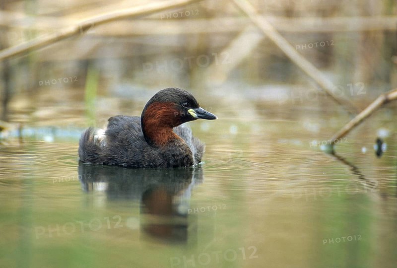 Littele Grebe, Tachybaptus Ruficollis, Little Grebe, Birds, Dabchick, Grebe, Grebe, Podicipedidae, Divers, Birds, Waterbirds
