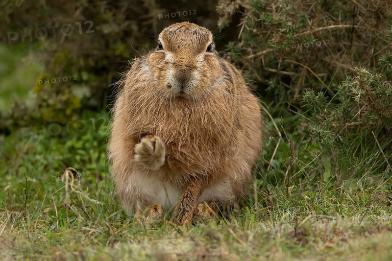 European brown hare (Lepus europaeus) adult animal stretching in grassland, England, United Kingdom