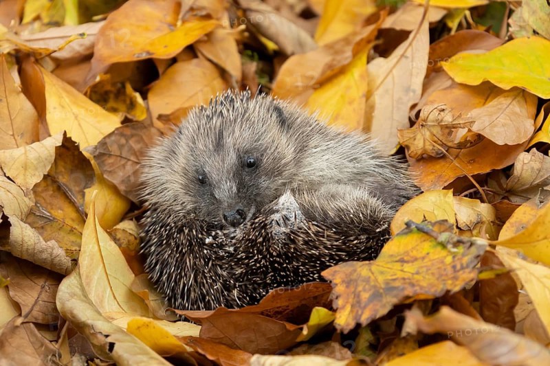 European hedgehog (Erinaceus europaeus) adult animal resting on fallen autumn colour leaves, England, United Kingdom